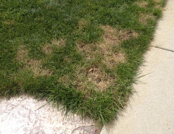 Lawn Edges -hard to get Lawns to Grow